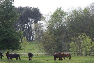 Dieren rond de camping